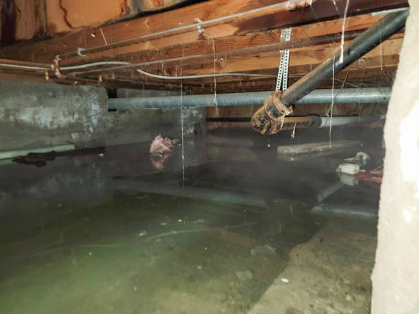 Best Flood damage cleanup  in West Hammond, NM