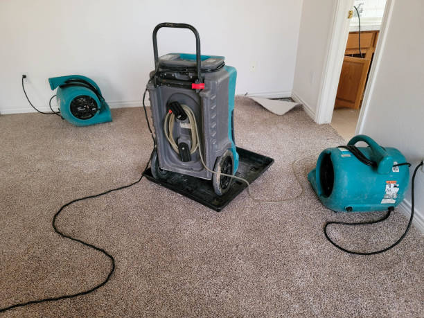 Best Mold removal after water damage  in West Hammond, NM