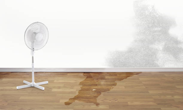 Best Mold removal after water damage  in West Hammond, NM